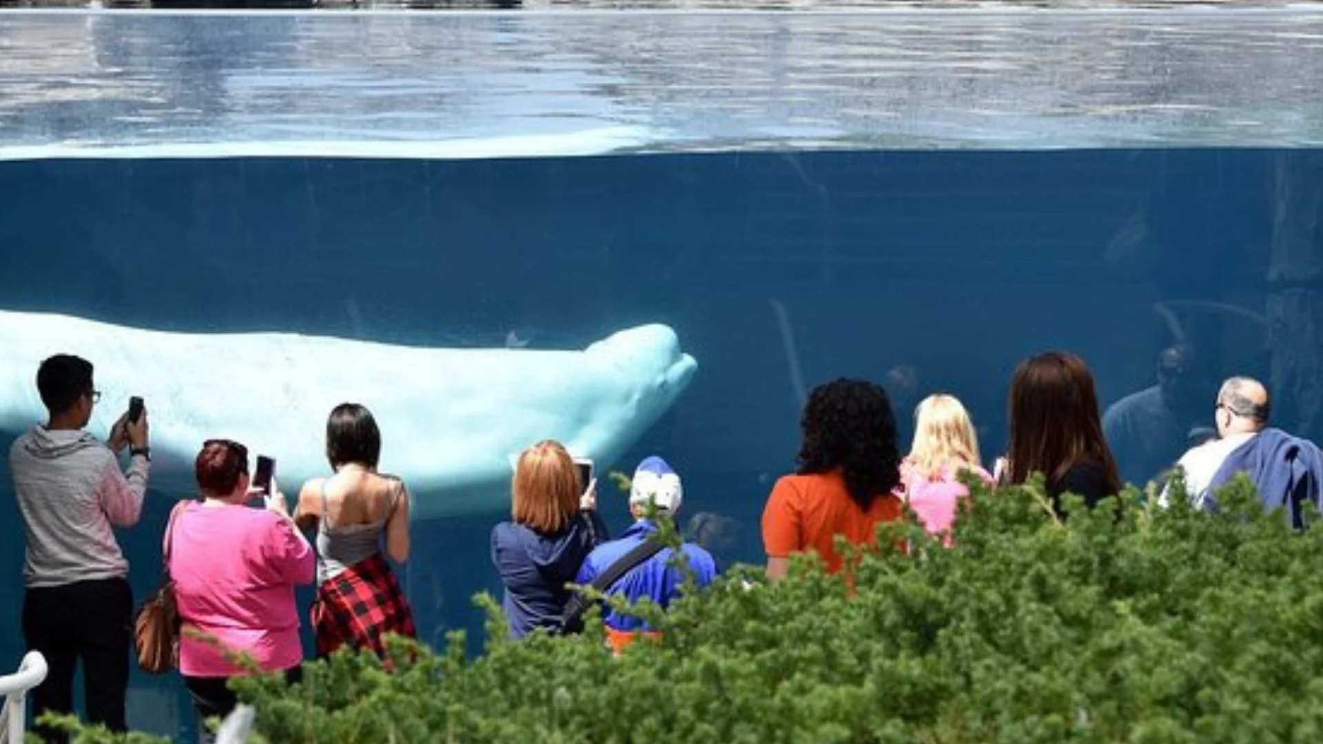How Much Do Mystic Aquarium Tickets Cost?