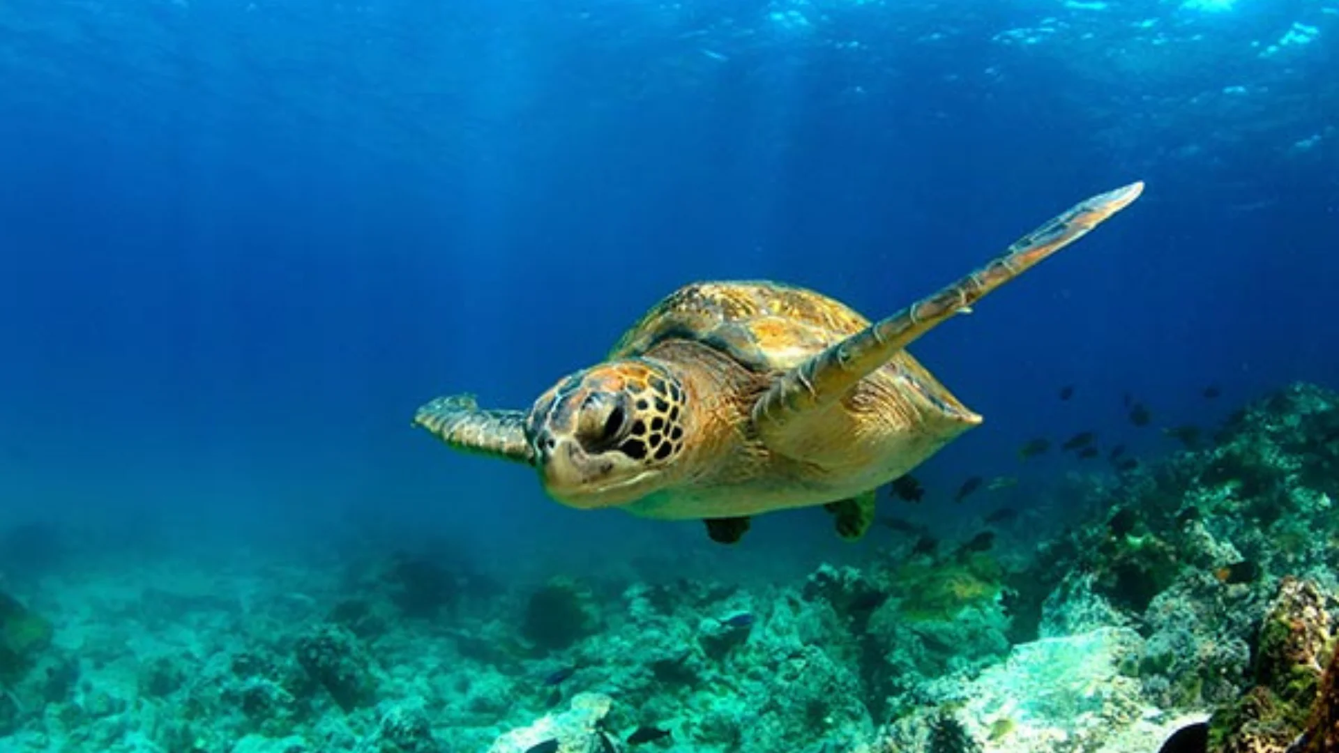 Tips for Buying Mystic Aquarium Passes