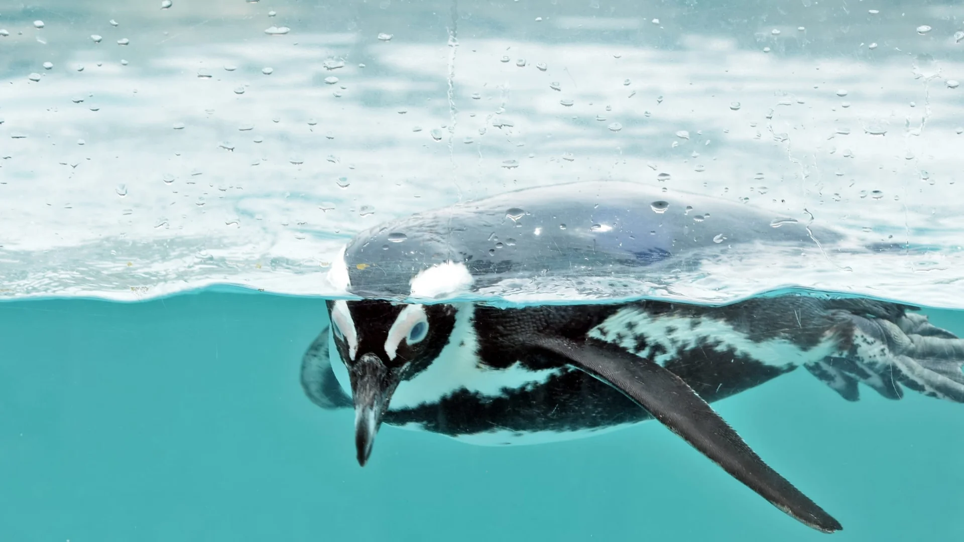 Where to Buy Mystic Aquarium Tickets
